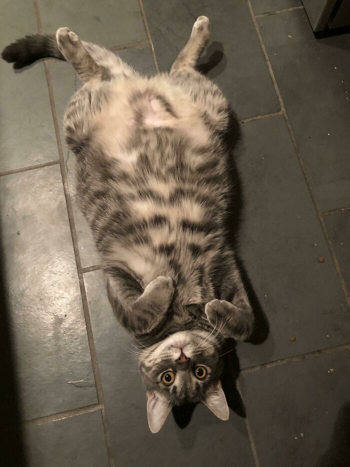 Floofy cat lying on its back showing purrfectly-proportioned belly on dark tiled floor with wide eyes.