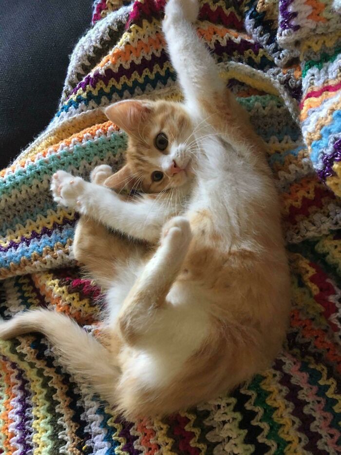 Orange and white floofy cat lying on a colorful blanket showing its purrfectly-proportioned belly in a relaxed pose.