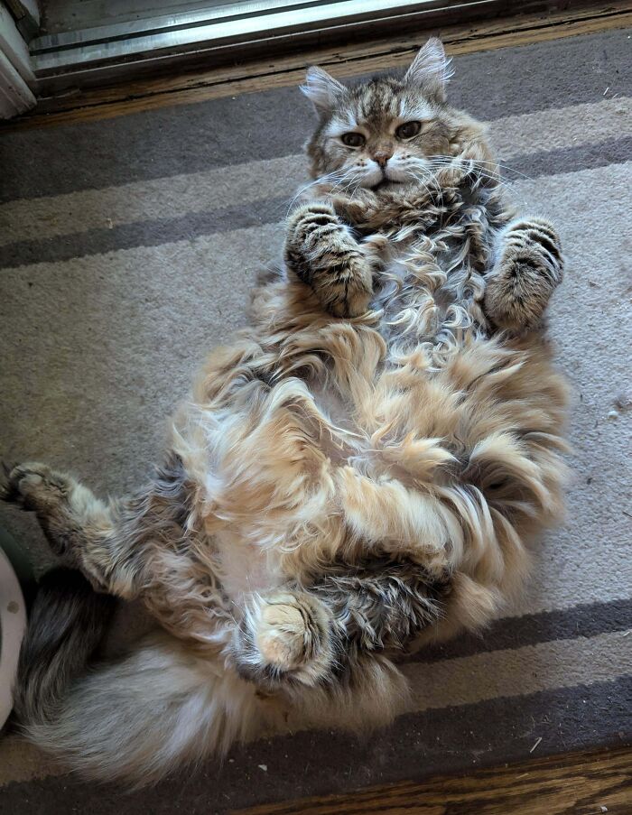 Floofy cat lying on its back showing a purrfectly-proportioned belly with fluffy fur on a striped rug.