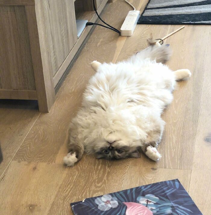 Fluffy cat lying on wooden floor showing its purrfectly-proportioned belly in a cozy home setting.