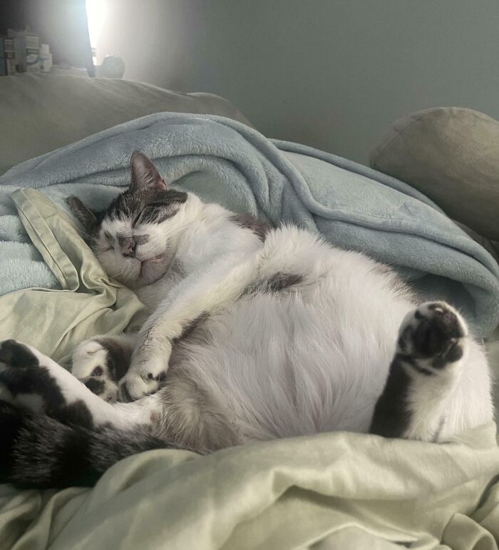 Floofy cat lying on its back with a purrfectly-proportioned belly wrapped in soft blankets, peacefully sleeping.