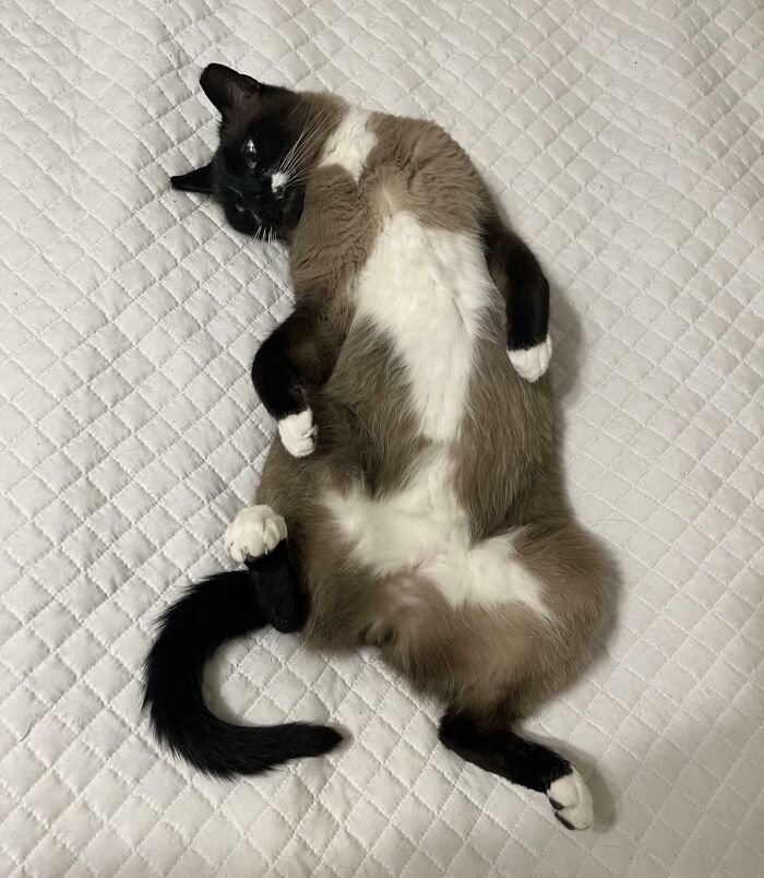 Floofy cat lying on its back showing a perfectly-proportioned belly on a quilted white surface.