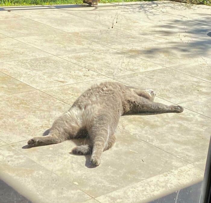 Floofy cat lying stretched out on tiled ground, showing a relaxed pose and purrfectly-proportioned belly in sunlight.