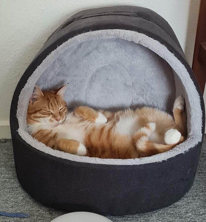 Floofy cat with purrfectly-proportioned belly sleeping comfortably inside a cozy gray cat bed.