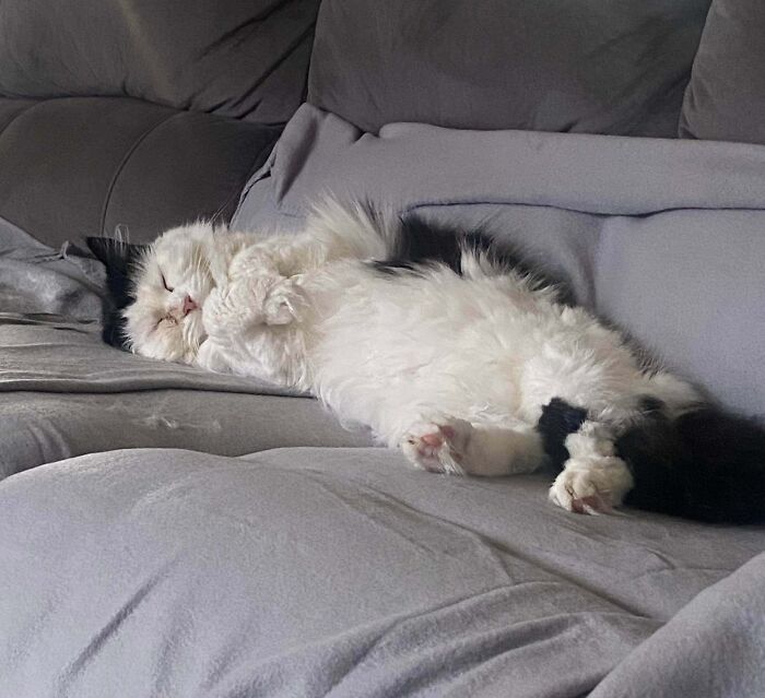 Floofy black and white cat lying on its back showing purrfectly-proportioned belly on a gray couch.