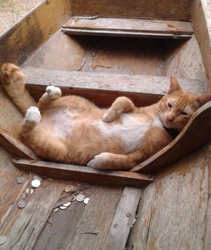 Floofy orange cat lying on its back with purrfectly-proportioned belly inside a wooden box.