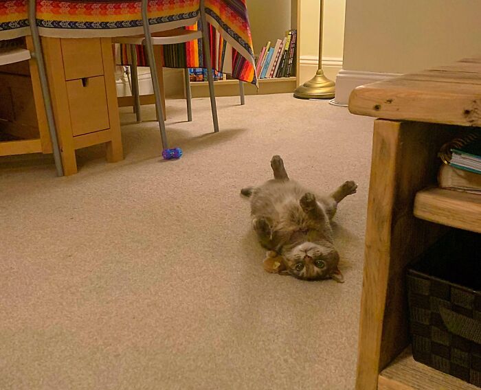 Floofy cat lying on its back showing a purrfectly-proportioned belly in a cozy room setting