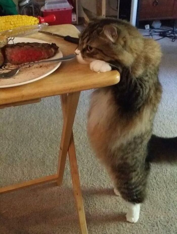 Floofy cat standing on hind legs, reaching for food on table, showing its purrfectly-proportioned belly indoors.