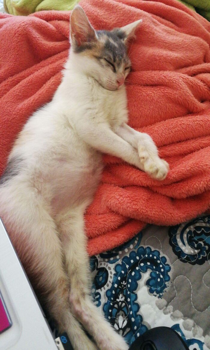 Floofy cat sleeping peacefully on a soft orange blanket, showing its purrfectly-proportioned belly and relaxed paws.