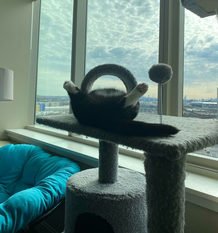 Floofy cat lying on a cat tree with purrfectly-proportioned belly stretched out by a window with city view.