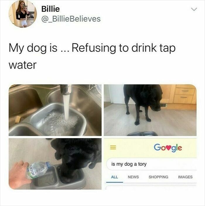 Meme showing a dog refusing tap water and owner searching if dog is a Tory, reflecting unapologetically British humor.