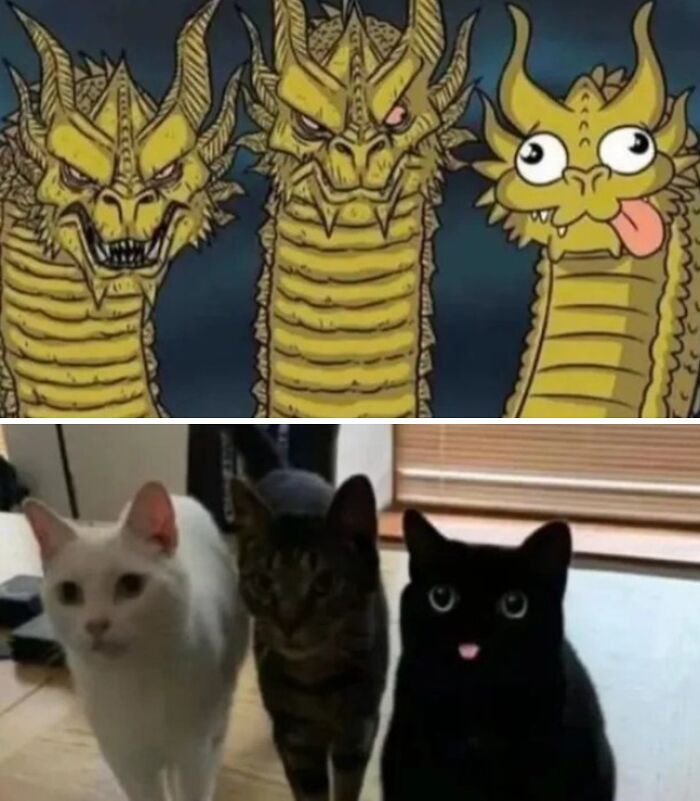 Three-headed dragon meme next to three cats with one black cat making a funny face in a cozy indoor setting.