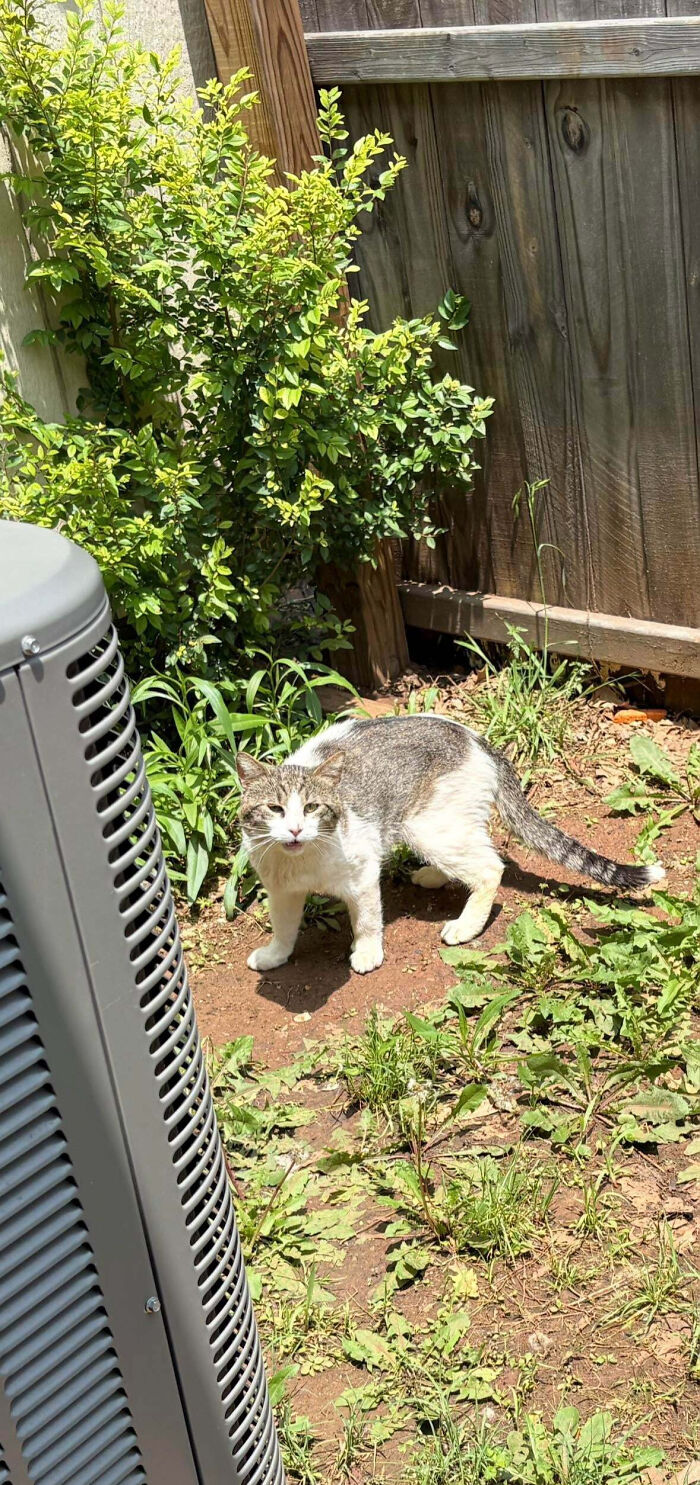 Adopted pet cat outdoors by wooden fence and plants, enjoying a sunny day with natural surroundings and greenery.