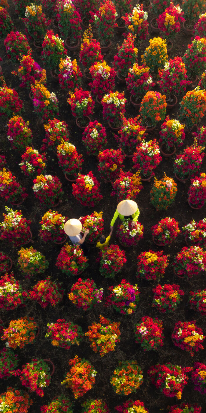 Aerial view of a colorful flower garden with people wearing traditional hats among vibrant blooms panorama.