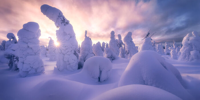 Snow-covered trees under a pastel sky with soft sunlight in a panoramic masterpiece winning the Epson Pano Awards 2025.