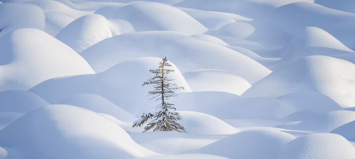 Snow-covered landscape with a lone tree surrounded by smooth, rounded snow mounds in a panoramic masterpiece.