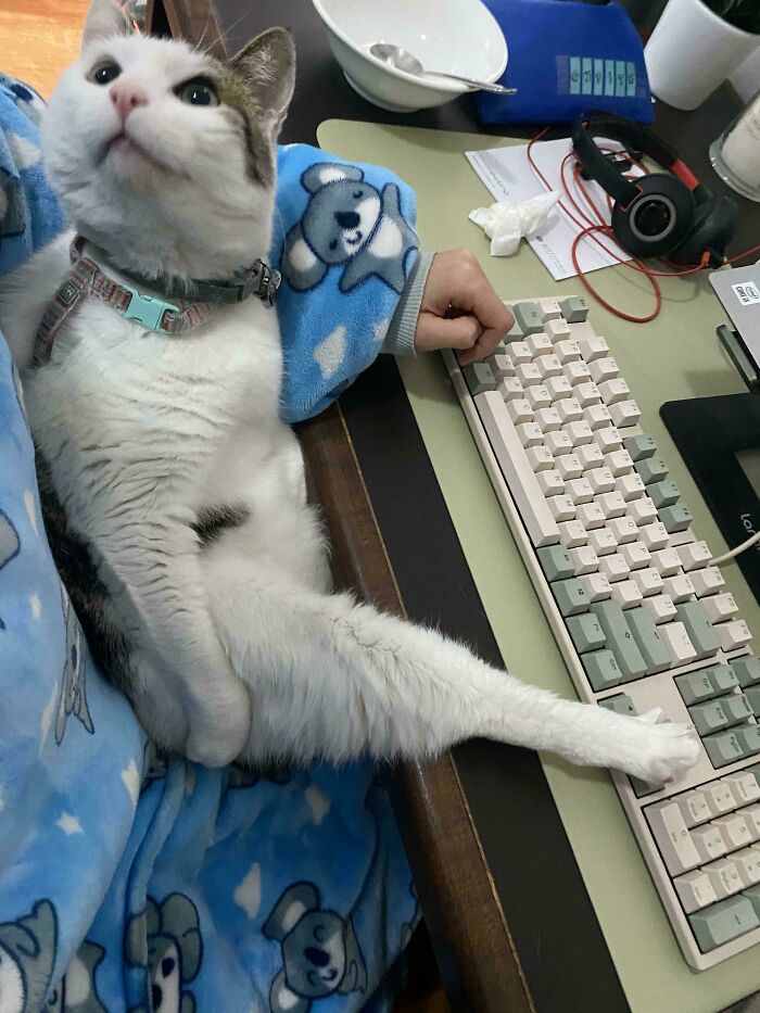 Cat sitting on a person's lap with one paw stretched out on a keyboard, showcasing a cute animal visitor moment.