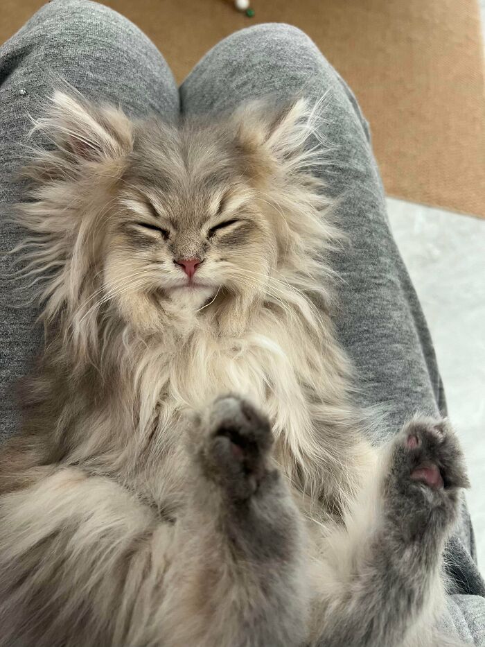 Fluffy adorable kitten relaxing on a person's lap with eyes closed, one of the cute animal pics from the garden visitor series.