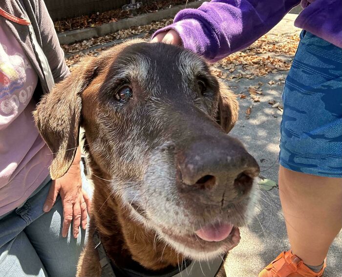 Close-up of a cute dog visitor in a garden with people petting it on a sunny day, showcasing adorable animal interaction.