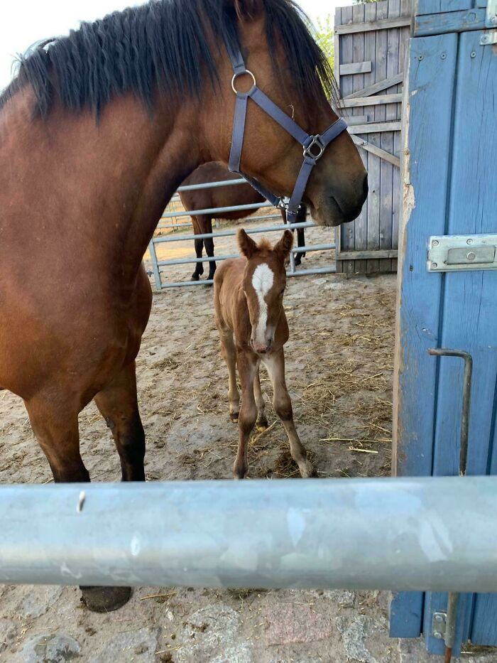 A cute foal and adult horse standing in a stable, showing a heartwarming moment of cute animal interaction.