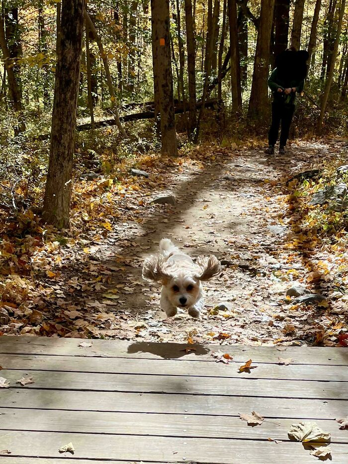 small dog mid-air jumping on a forest path with autumn leaves, cute animal pics in nature setting