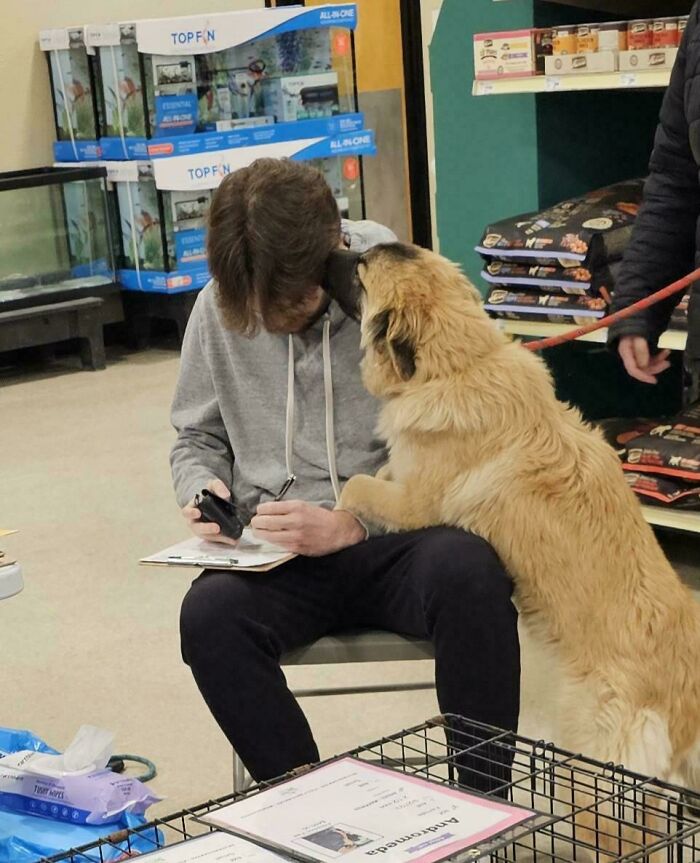 Cute large dog affectionately greeting a person sitting indoors, showcasing adorable animal interaction in a pet-friendly setting.