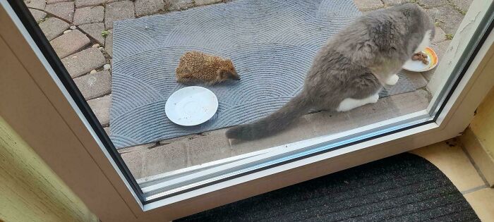 A cute animal visitor, a hedgehog, next to a gray cat eating outside on a garden patio near a door.