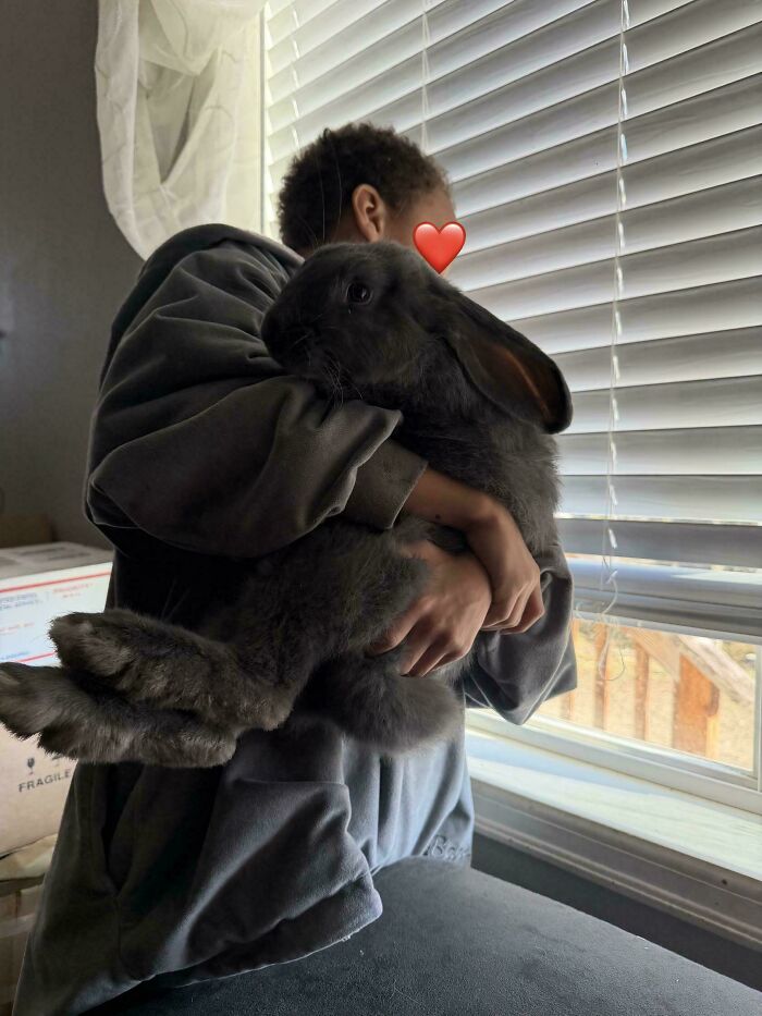 Person holding a large gray rabbit by a window, showcasing one of the cute animal pics from a garden visitor.
