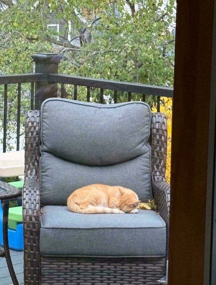 Orange cat sleeping on outdoor cushioned chair with trees and garden railing in the background, cute animal in garden scene.