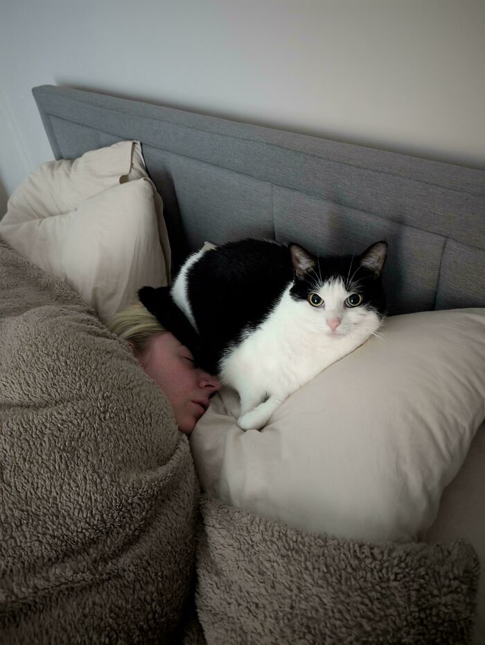 Black and white cat visiting its owner in bed, showcasing one of the cutest animal pics that deserve your attention.