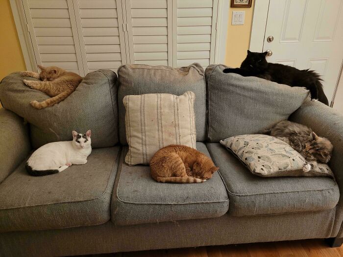 Five cute cats resting on a gray couch in a cozy home setting, showcasing adorable animal visitors in the garden.