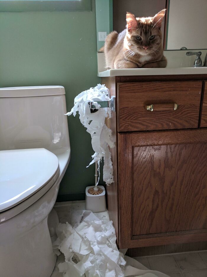 Cat sitting on bathroom counter next to shredded toilet paper, showing a classic example of petty revenge by pets.