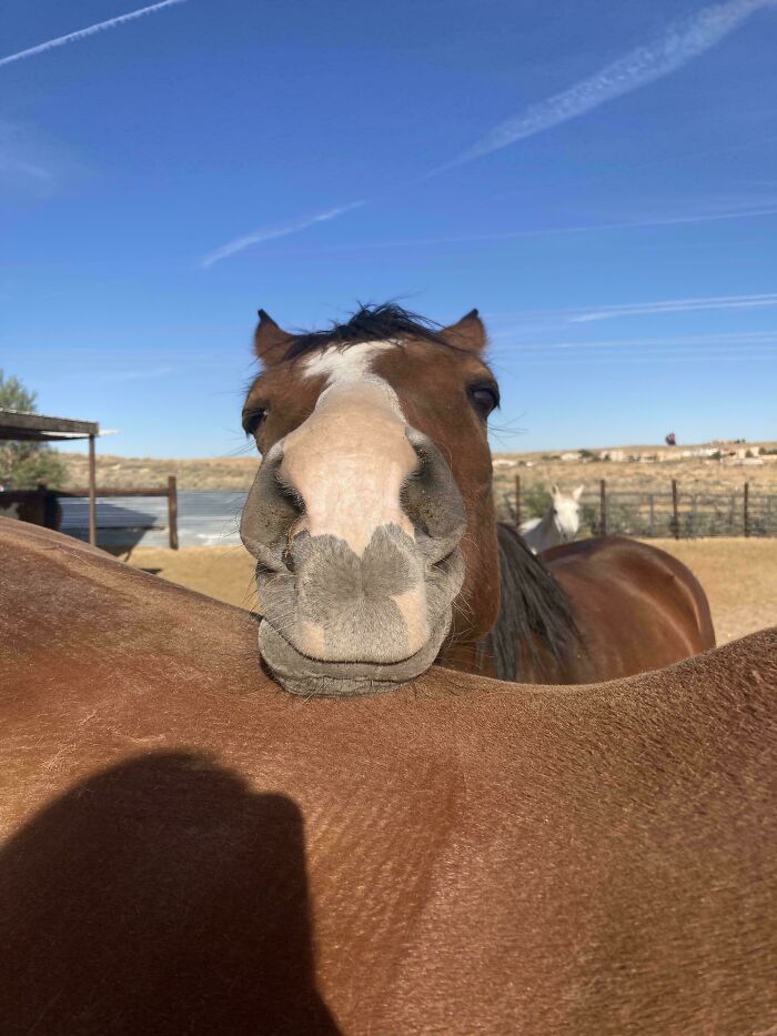 Close-up of a cute horse visitor in a garden with clear blue sky, highlighting adorable animal interaction outdoors.