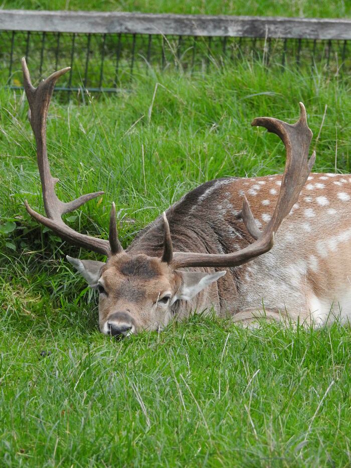 A cute deer with large antlers resting on green grass in a garden, showcasing an adorable animal visitor.