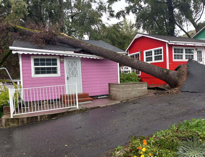 Árbol caído sobre una casa rosa mostrando que hoy puede ser horrible y siempre puede empeorar.