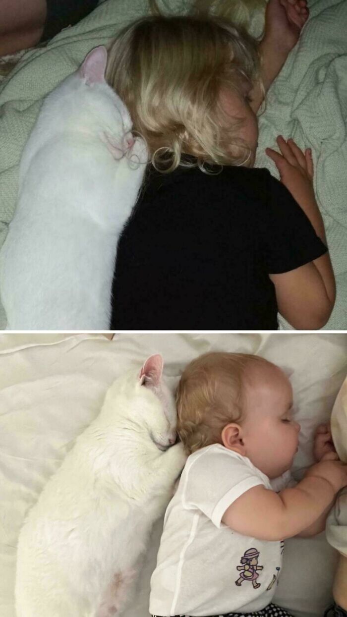 White cat cuddling and sleeping next to two young children, showcasing cute animal moments in a cozy setting.