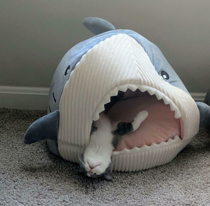 Cat partially inside a shark-shaped pet bed, showcasing a cute animal visitor in a cozy indoor setting.