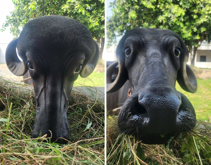 Close-up images of a cute buffalo visitor in the garden, showing its face while eating grass peacefully.