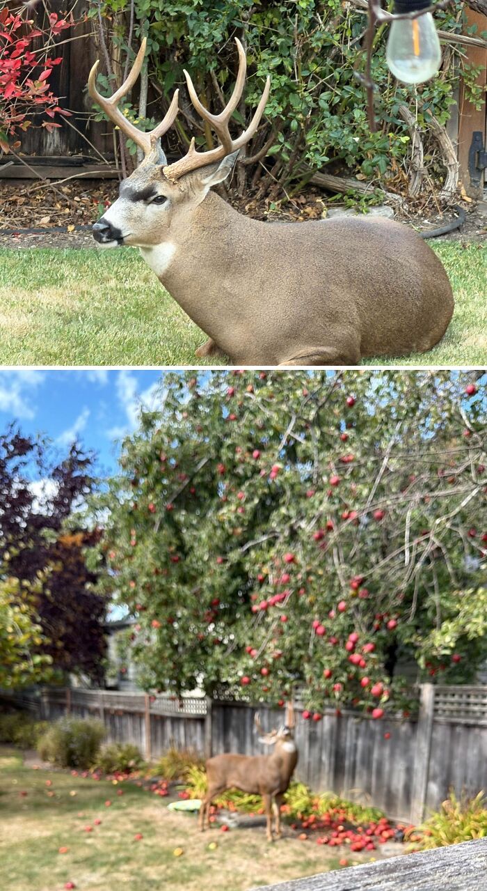 Deer visitor resting and feeding in a backyard garden among trees and fallen apples on a sunny day.