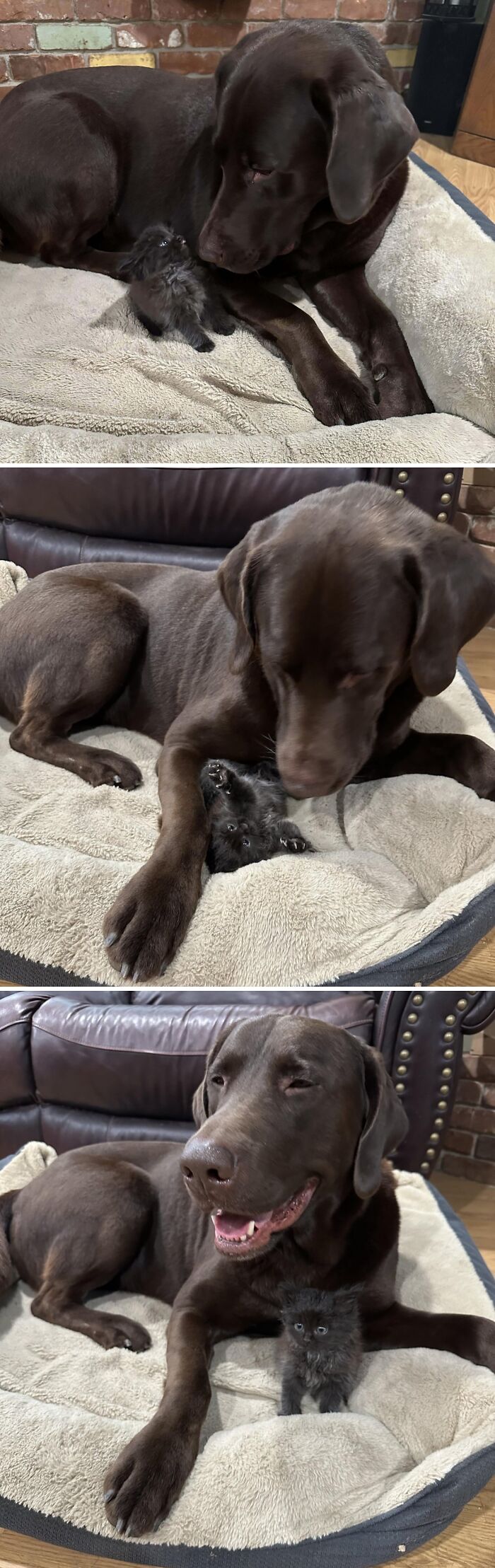 Chocolate Labrador dog interacting gently with a tiny fluffy black kitten in a cozy pet bed cute animal pics.