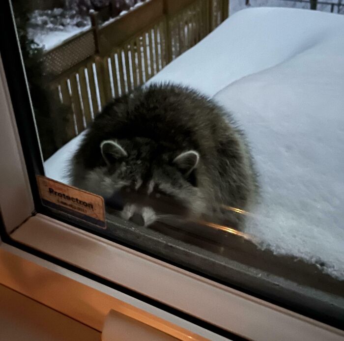 Raccoon visitor in a snowy garden seen through a window at night, capturing a cute animal moment up close.