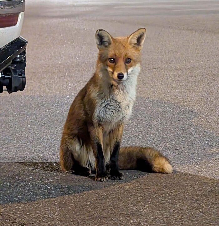 Fox sitting on a paved surface near a car at night, one of the cute animal pics deserving attention in a garden setting.