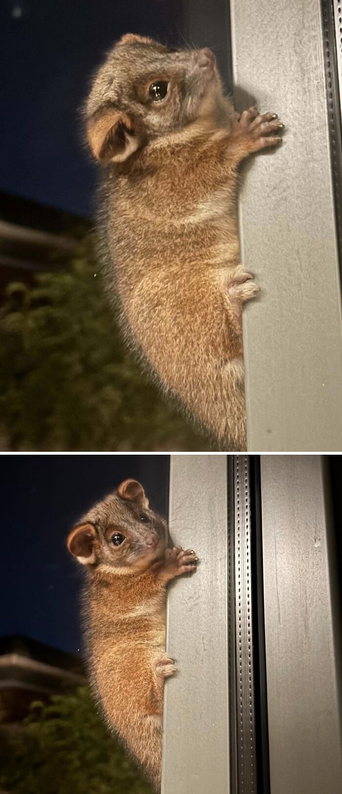 Small cute animal climbing garden wall at night, showcasing an adorable visitor in a peaceful outdoor setting.