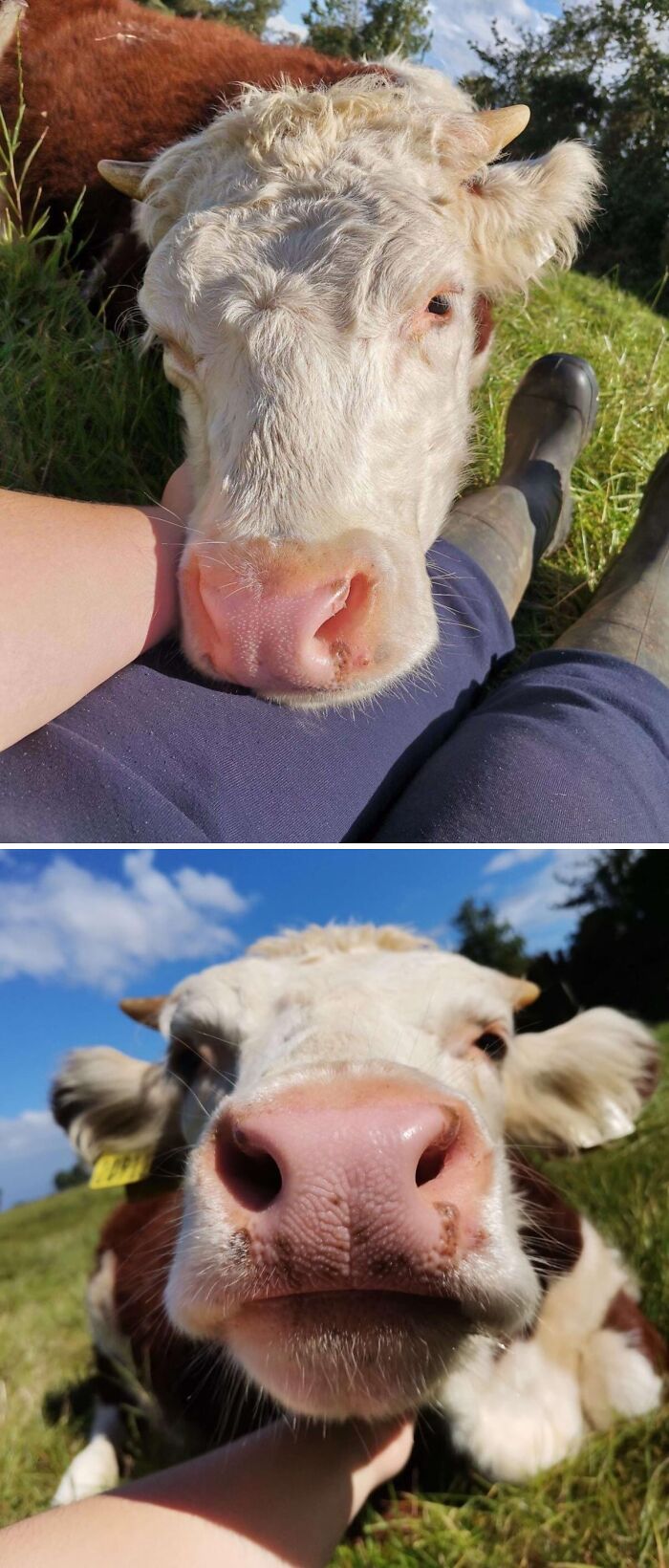 Close-up of a cute cow visiting a garden, resting its head on a person’s lap in a green outdoor setting.