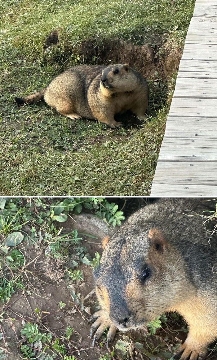 Groundhog visiting garden near wooden deck, resting on grass and dirt with detailed close-up of its face and paws.