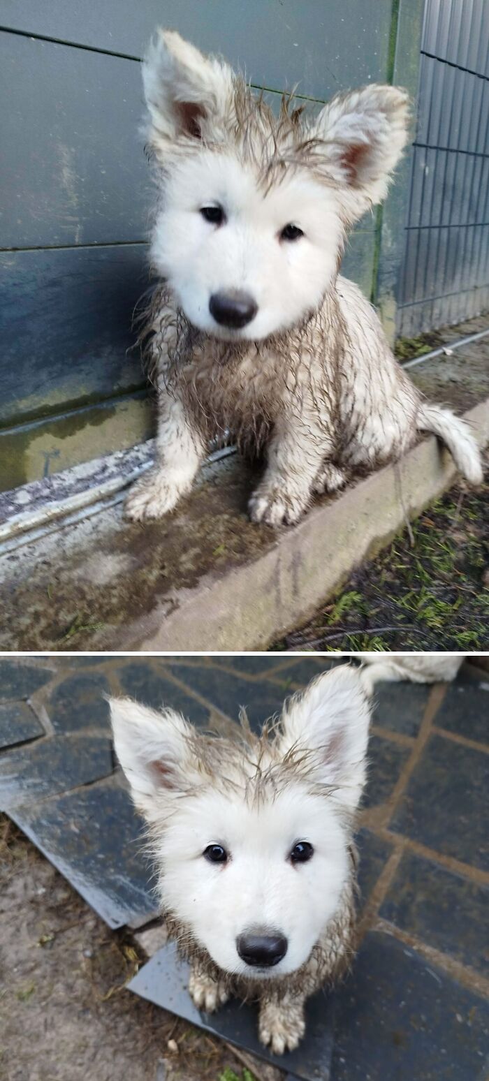Cute animal visitor in garden, a small white dog covered in mud sitting and looking up with curious eyes.