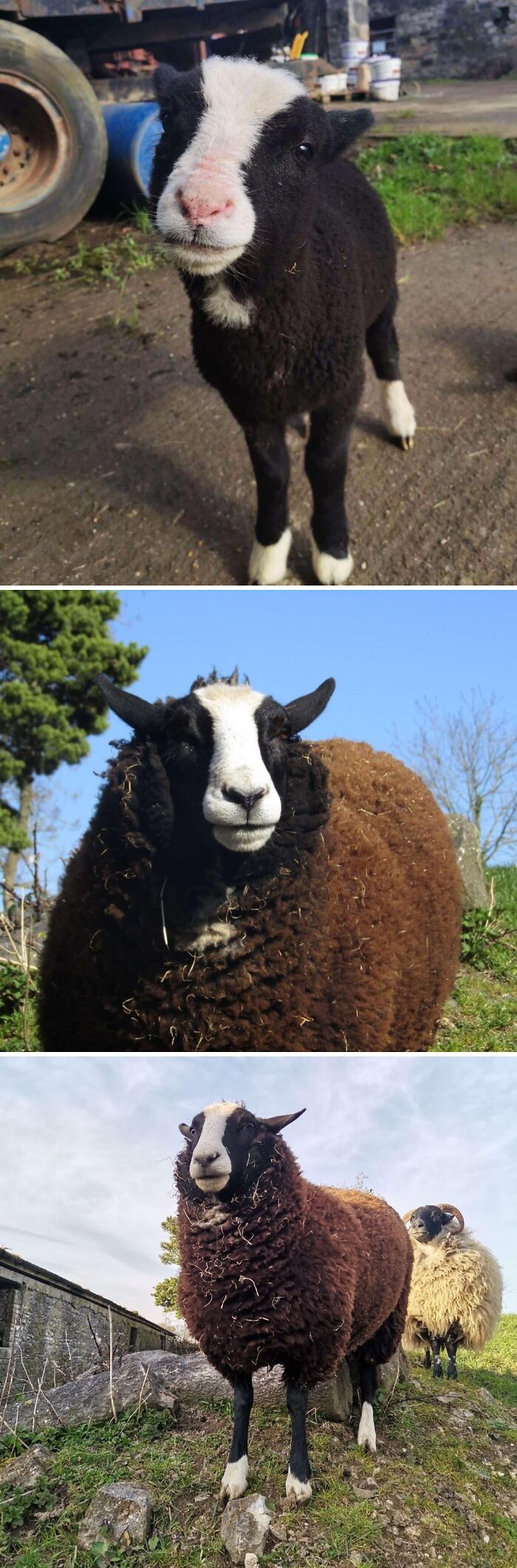 Close-up photos of cute sheep and lambs in a garden setting, showcasing adorable animals that deserve your attention.