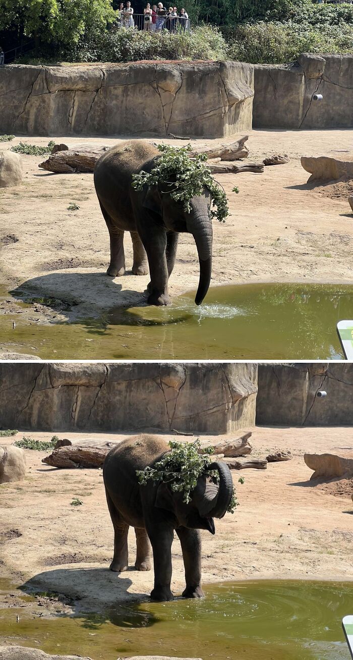 Young elephant, a cute animal visitor in the garden, playing near water with branches on its head.