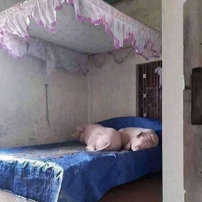 Two pigs sleeping on a blue bed inside a room with a canopy, an unusual image that might need a priest or an exorcist.