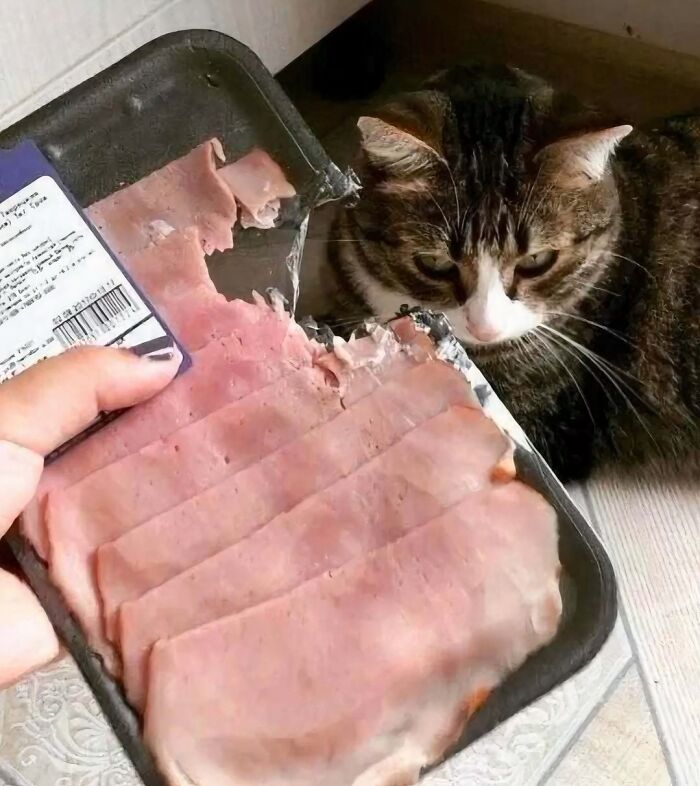 Cat sitting near a partially opened ham package with torn plastic, a funny image that might need a priest or an exorcist.